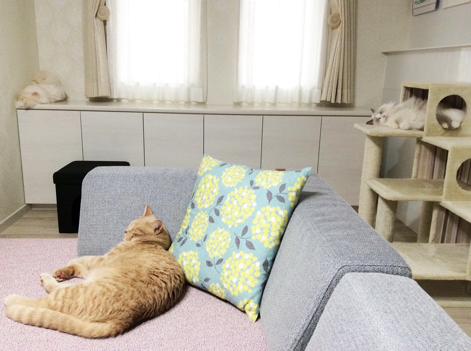 愛猫と一緒に暮す注文住宅で叶えるにゃんハウス