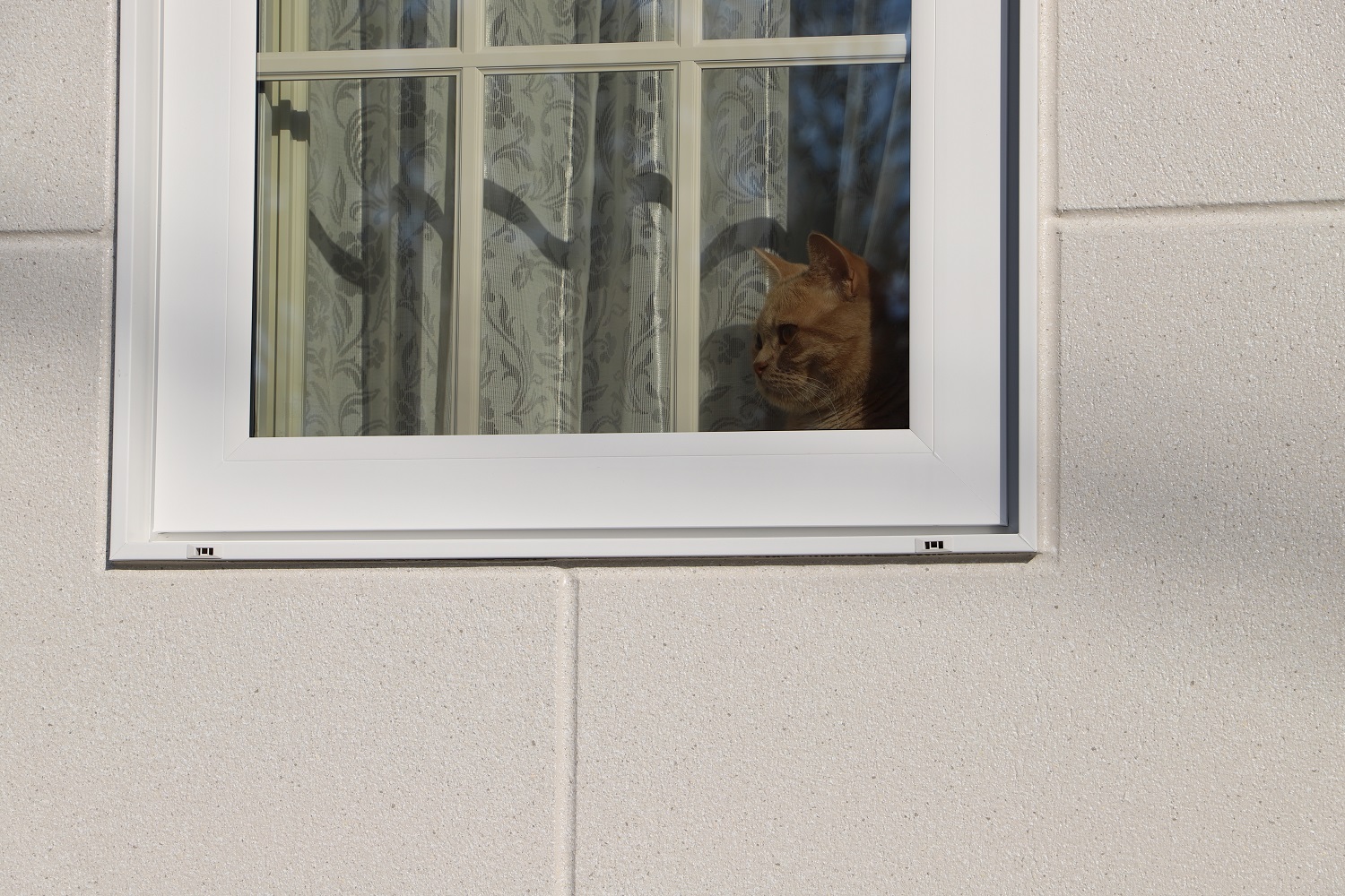愛猫と一緒に暮す注文住宅で叶えるにゃんハウス